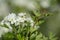Crataegus monogynawith white flowers