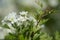 Crataegus monogynawith white flowers