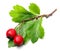 Crataegus oxyacantha - Hawthorn