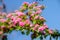 Crataegus Pauls Scarlet blooms