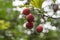 Crataegus pinnatifida, Chinese hawthorn hawberry with red ripened fruits