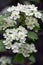 Crataegus pinnatifida ornamental flowering tree with white flowers during springtime, Chinese hawthorn hawberry in bloom