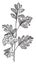 Crataegus Pinnatifida vintage illustration