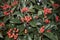 Crataegus prunifolia branch with berries
