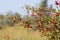 Crataegus. Red forest berries on a branch. Close-up of ripe fruits of red hawthorn with natural background. Hawthorn