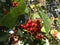 Crataegus Tree Berries in the Fall in Central Park, Manhattan.