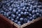 A crate filled with fresh blueberries. AI Generated