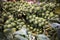 Crate full of stalks of Brussels sprouts Latin name Brassica oleracea var. gemmifera a cruciferous leaf vegetable looking like
