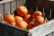 Crate of Pumpkins