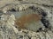 Crater with gray volcanic healing clay. A hole with a prominent amorphous mass from the depths of the earth. Mud and gas