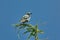 Crater Lake Oregon grey white feathered bird