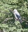 Crater Lake Oregon grey white feathered bird