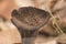 Craterellus cornucopioides horn of plenty Black trumpet, dark brown almost black trumpet-shaped mushroom
