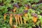 Craterellus lutescens or Cantharellus lutescens is an edible wild mushroom highly appreciated for its flavor