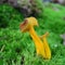 Craterellus lutescens mushroom