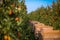 Crates in an Apple orchard