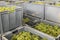 Crates with Chardonnay Grapes in Champagne