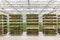 Crates with Dutch geranium plants ready for export