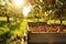 crates of freshly picked apples in a sunlit apple orchard