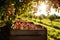 crates of freshly picked apples in a sunlit apple orchard