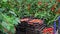 Crates with harvest of ripe red Cherry tomatoes in greenhouse