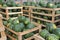 Crates With Watermelons