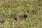 Crawfish Mound Built on a Texas Lawn Surrounded by Pine Cones