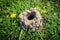 Crawfish Mud Tower Mound Chimney with Dandelion