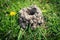 Crawfish Mud Tower Mound Chimney with Dandelion