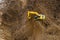 Crawler excavators  are digging soil .