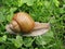 Crawler snail.