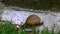 Crawler snail on the grass. Macro video