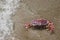 Crawlin\\\' Crab: A Close-Up of a Crab Scuttling on the Sand