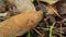 Crawling banana slug in Oregon