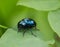 Crawling blue beetle