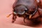 Crawling brown beetle