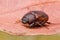 Crawling brown beetle
