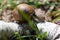Crawling brown garden snail on wood