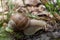 Crawling brown garden snail on wood.