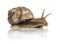 Crawling common snail, Burgundy snail or edible snail