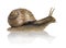 Crawling common snail, Burgundy snail or edible snail