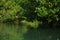 Crawling deeper through the mangrove thicket