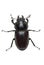 Crawling female stag beetle (Lucanus cervus)