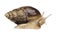 Crawling giant African snail, isolated