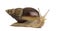 Crawling giant African snail, isolated