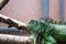 A crawling green iguana in the cage