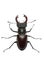 Crawling male stag beetle (Lucanus cervus)