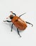 Crawling Masked Chafer Beetle