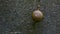 Crawling snail with brown shell on asphalt