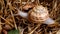 Crawling snail closeup